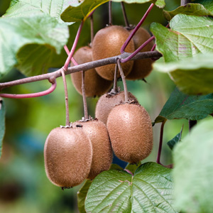 Kiwi Fruit 16 - Garden Express Australia