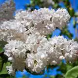 Lilac Cora Brandt 16 - Garden Express Australia