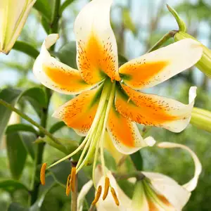 Lilium Planting And Care Guide Lilium Lady Alice16 - Garden Express Australia
