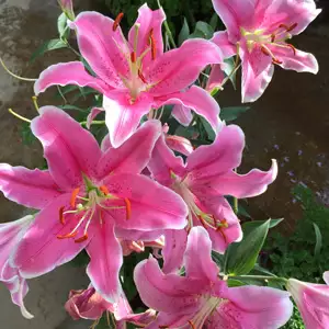Lilium Marlon