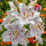 Lilium Muscadet 16 - Garden Express Australia