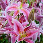 Lilium Planting And Care Guide Lilium Sorbonne 16 - Garden Express Australia