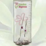 Magnolia Black Tulip (pbr) Magnolia Black Tulip (pbr)