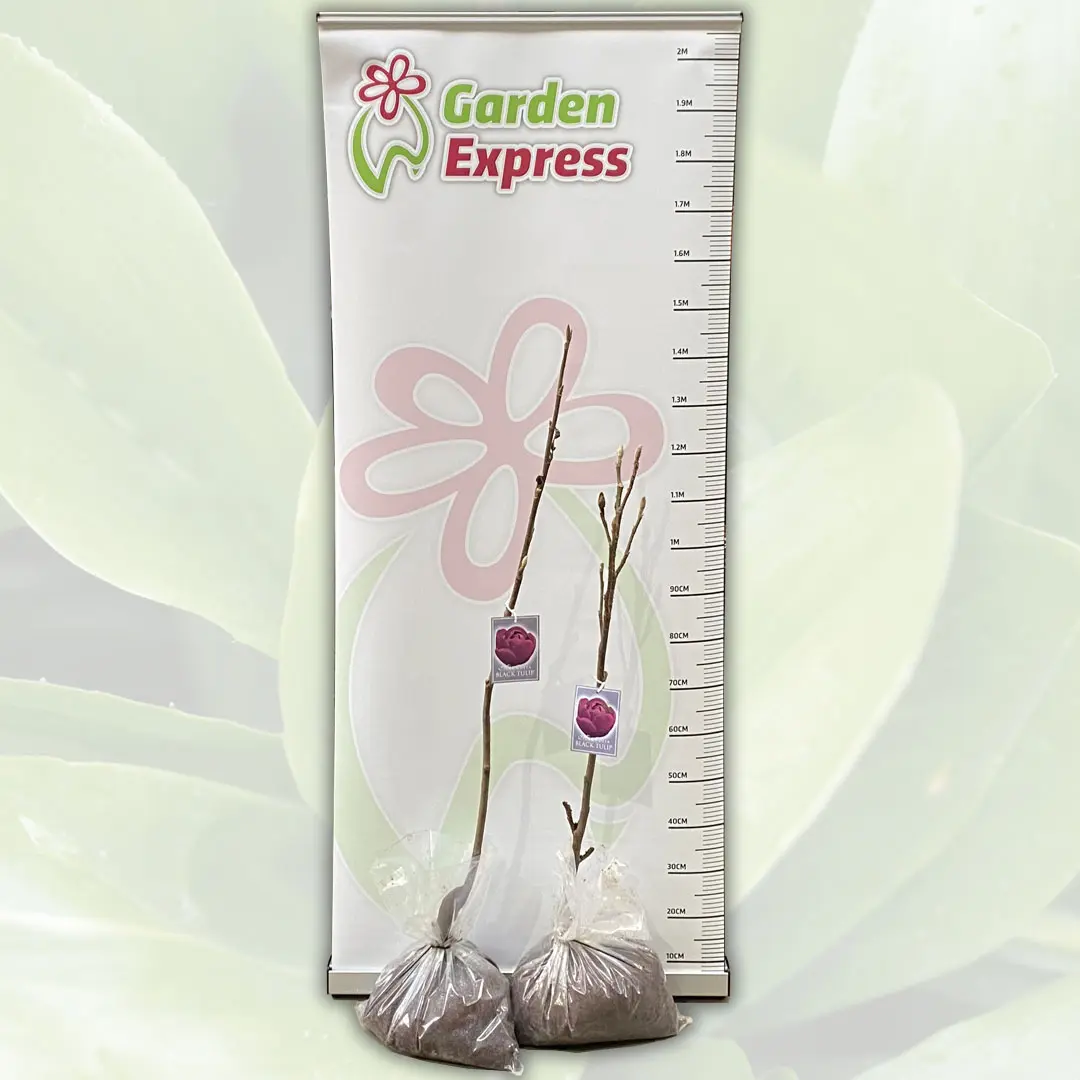 Magnolia Black Tulip (pbr) Magnolia Black Tulip (pbr)