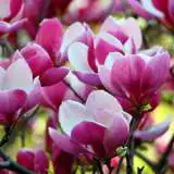 Magnolia Cameo 16 - Garden Express Australia