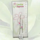 Magnolia Vulcan (pbr) Magnolia Vulcan (pbr)