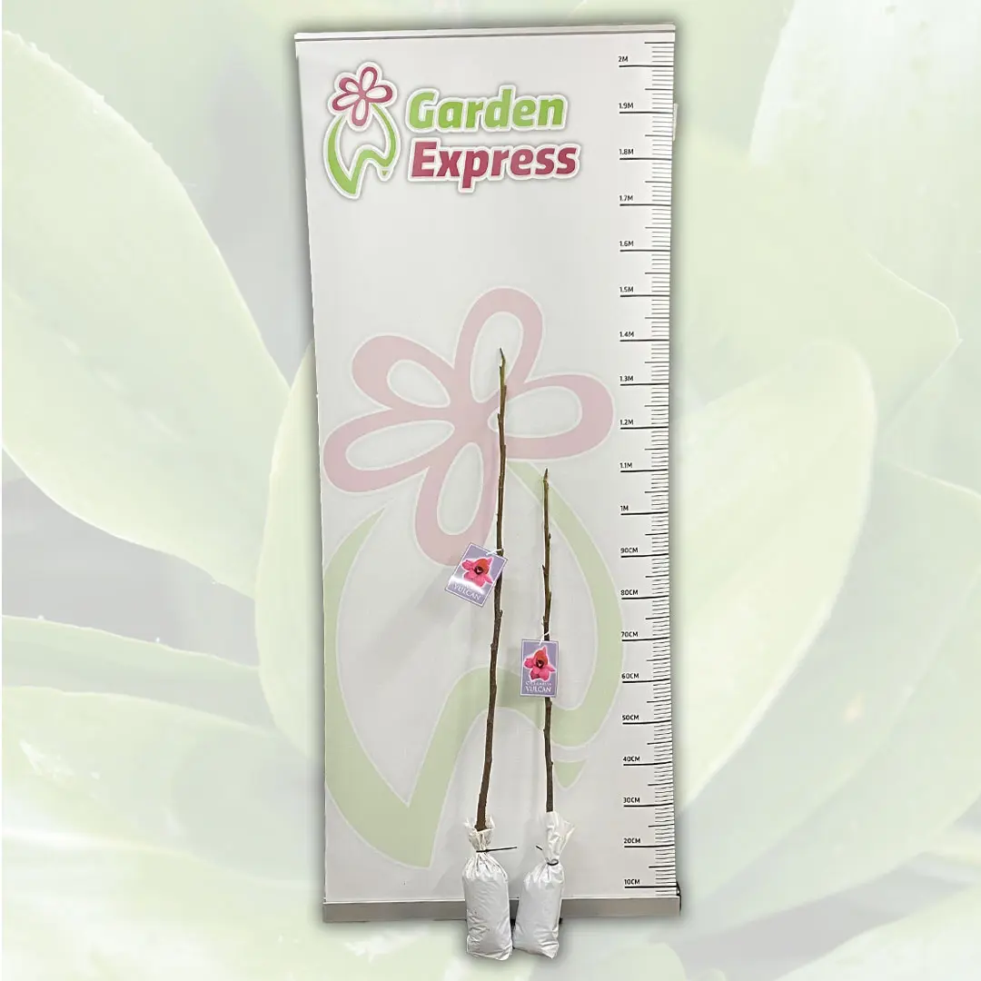 Magnolia Vulcan (pbr)