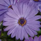 Osteospermum Power Packed Blue - Garden Express Australia