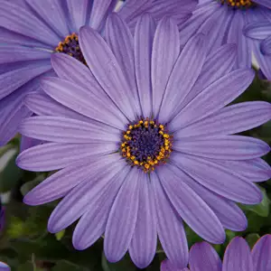 Osteospermum Power Packed Blue
