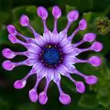 Osteospermum Spider Purple - Garden Express Australia