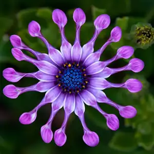Cyclamen Growing Guide Osteospermum Spider Purple - Garden Express Australia