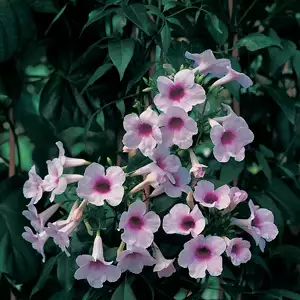 Pandorea Bower Of Beauty Pandorea Bower Of Beauty