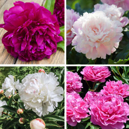 Peony Rose Collection 2024 Colprocol - Garden Express Australia