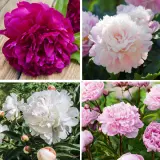 Peony Rose Collection 2025 Colprocol - Garden Express Australia