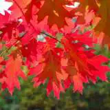 Pinoak 16 - Garden Express Australia