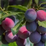 Plum Elephant Heart - Garden Express Australia