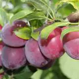 Plum Narrabeen - Garden Express Australia