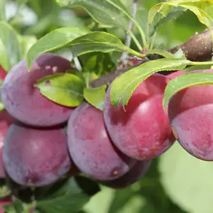 Dwarf Plum Narrabeen
