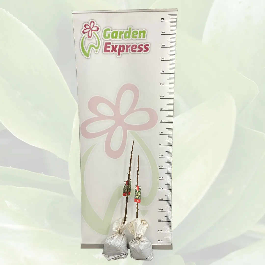 Ballerina Apple Polka Ballerina Apple Polka