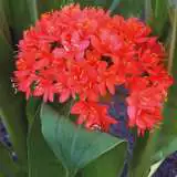 Scadoxus Inyanga Fireball 16 - Garden Express Australia