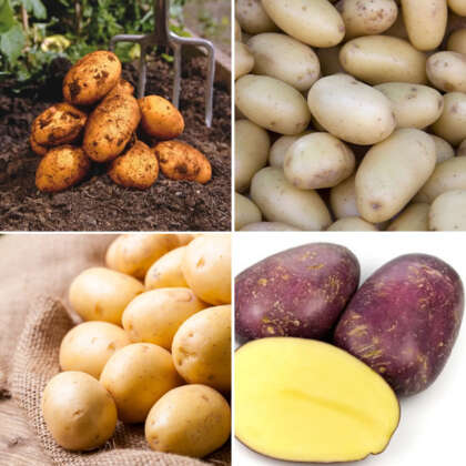 Seed Potato Winter Collection 1 Colcspwc1 - Garden Express Australia