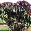 Sunset Dwarf Tree Plantnet - Garden Express Australia
