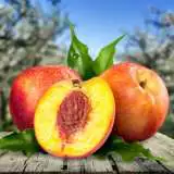 Super Dwarf Nectarine Sunset 16 - Garden Express Australia