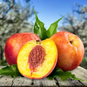 Super Dwarf Nectarine Sunset (pbr)