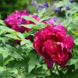 Tree Peony Banquet 16 - Garden Express Australia