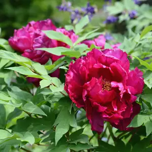 Solomons Seal Growing Guide Tree Peony Banquet 16 - Garden Express Australia