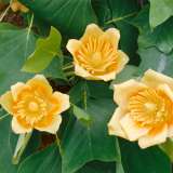 Tulip Tree 16 - Garden Express Australia
