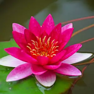 Water Lily Growing Guide Water Lily Attraction 16 - Garden Express Australia
