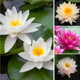 Water Lily Collection 2025 Colwlicol - Garden Express Australia