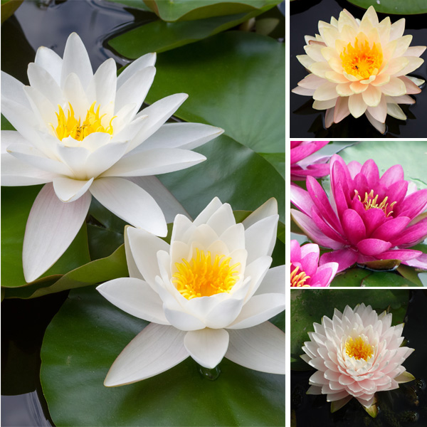Water Lily Collection 4 Plants