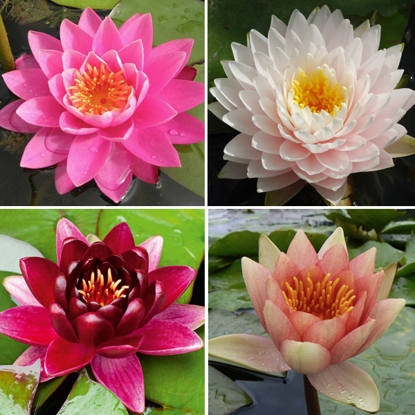 Water Lily Collection 4 Plants