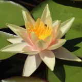 Water Lily Sioux 2025 Pkwlisio - Garden Express Australia