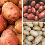 Seed Potato Winter Collection 1