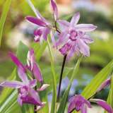 Chinese Ground Orchid