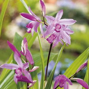 Chinese Ground Orchid Buy