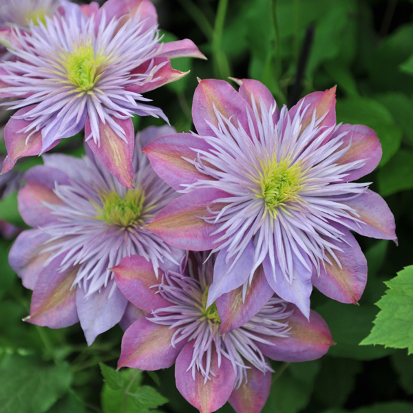 Clematis Crystal Fountain