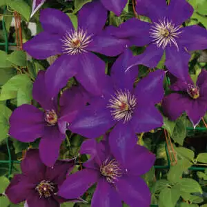 Top 10 Bulbs To Plant In Spring Clematis Edomurasaki Pplcleemu - Garden Express Australia