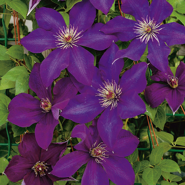 Clematis Edo Murasaki