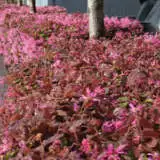 Loropetalum China Pink Lpolorcpi 2020 - Garden Express Australia