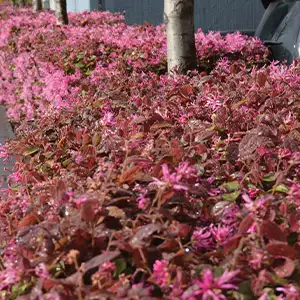 Loropetalum China Pink