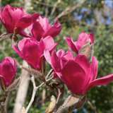 Magnolia Vulcan 19 Tremagvul - Garden Express Australia