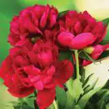 Peony Rose Dr Grevaux Pkprodgr - Garden Express Australia