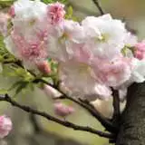 Prunus Serrulata Shimidsu Sakata 19 Treprushs - Garden Express Australia