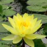 Water Lily Chromatella Pkwlichr - Garden Express Australia