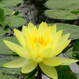 Water Lily Growing Guide Water Lily Chromatella Pkwlichr - Garden Express Australia