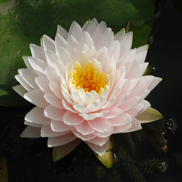 Water Lily Glorie Du Temple